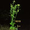 photo of Arabidopsis plant